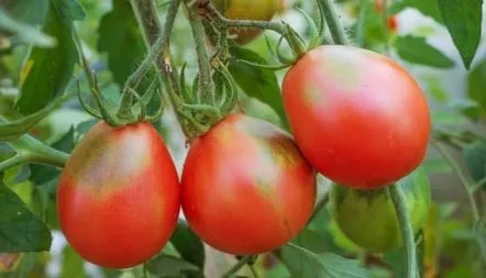 Descrierea soiului de tomate Puzata Khata, recenzii, fotografii