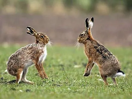 Hare, rezumatul lecției despre cunoașterea naturii