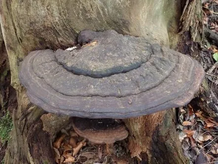 ganoderma