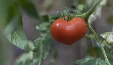 Descrierea soiului de tomate Yuvileyny Tarasenko, recenzii, descriere, fotografie