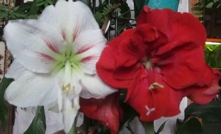 Hippeastrum - dragoste de iarnă.