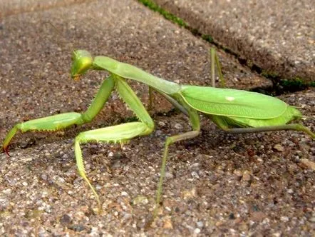 Mantisa, rezumatul cursului de familiarizare cu natura