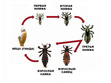 caracteristicilor