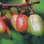 Cultivarea actinidiei colomycty în grădină