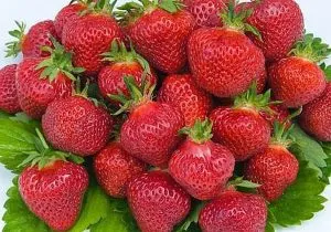 Strawberry Albion fructe de padure delicioase fara batai de cap