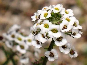 Cum să aveți grijă de alyssum peren de rocă