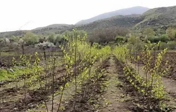 Cum să alegi și când să plantezi răsaduri de pomi fructiferi