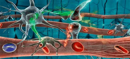 Hematopoia celulelor stem din sângele din cordonul ombilical