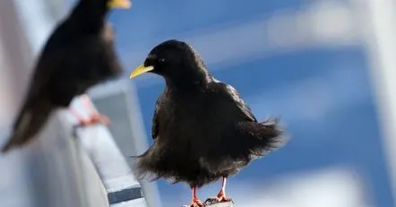 O pasăre a zburat pe balconul unui semn