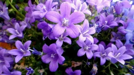 Îngrijirea Campanula la domiciliuconditii