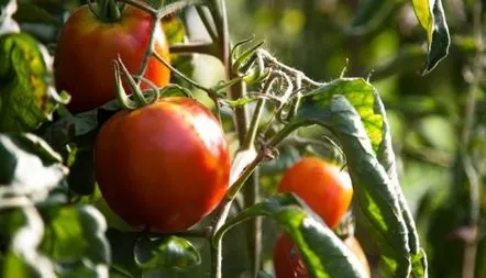 Tomato Sunrise F1 recenzii, fotografie, descriere a soiului, caracteristici