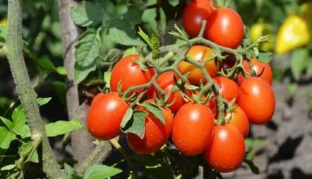 Descrierea soiului de tomate Cherry Ira, recenzii