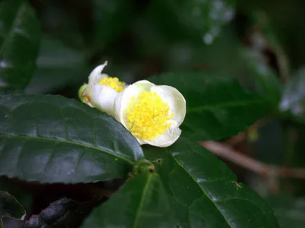 Tratăm acneea cu ulei vindecător de arbore de ceai australian