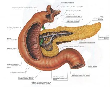 Enzimele pancreatice care sunt produse și care se descompun