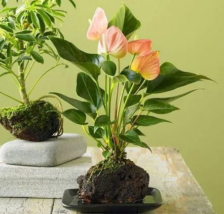 Îngrijirea unei plante de interior anthurium acasă