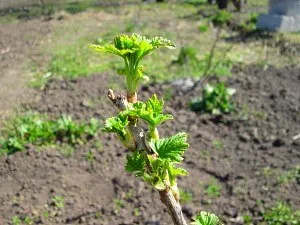 Când să plantezi coacăze în curtea din spate