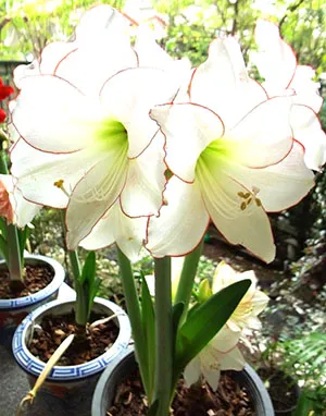 hippeastrum