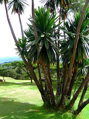 Trei tipuri populare de dracaena în fotografie cu o descriere