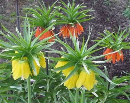 fritillaria