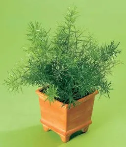 Recomandări pentru cultivarea sparanghelului de interior