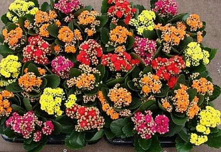 Înflorirea Kalanchoe este cea mai bună decorare a pervazului