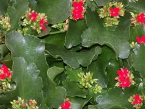 Kalanchoe, îngrijește-te acasă