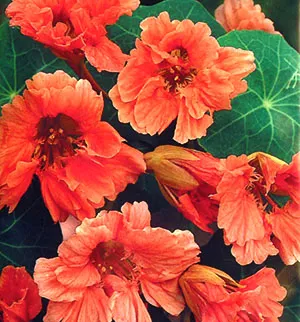 Floarea de nasturtium ca o carte de vizita a verii