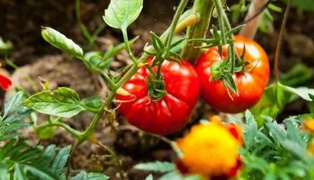 Descrierea soiului de tomate Labrador, caracteristici