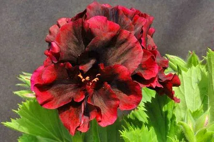 pelargonium