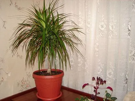 Cum să transplantezi dracaena pentru a nu dăuna plantei