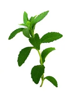 stevia