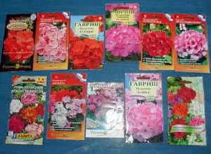 Când să semănați pelargonium pentru răsaduri