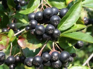 aronia