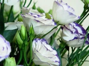 Eustoma la domiciliu cultivare, îngrijire, reproducere