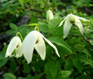 Planta primroza siberiană în medicina populară