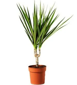 Caracteristicile corectuluigrija dracaena