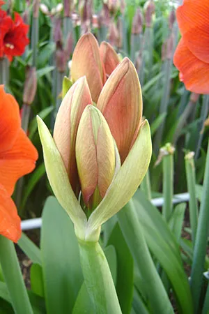 hippeastrum