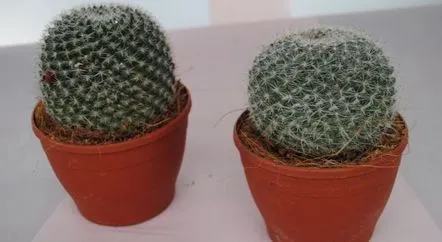 Poți păstra cactuși augur acasă?