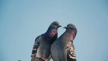 Fotografie cu porumbel gri, descrierea rasei