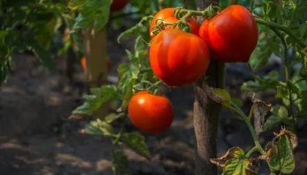 Tomate Vedmedyk klyshnogy descrierea soiului, caracteristici, recenzii, fotografii