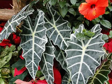 Cum să îngrijești Alocasia Amazonica Polly acasă