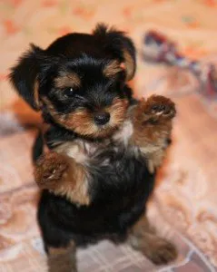 yorkie