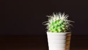 Ce înseamnă un cactus cadou, semne populare, posibile interpretări