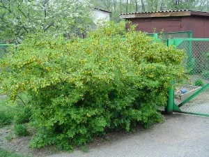 Îngrijirea tufișurilor decorative afânarea, mulcirea, udarea și hrănirea