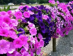 Plantarea răsaduri de petunia îmblânzire captivant