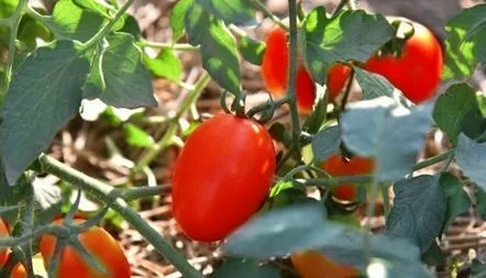 Tomato De Barao Tsarsky recenzii, fotografie, descriere