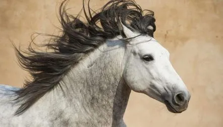 Fotografie rasei de cai andaluzi, descriere