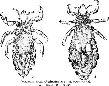 păduchii