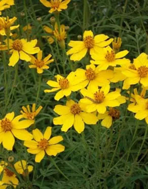 Marigold vagy Tagetes fajták, típusok és előnyök