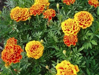 Marigold vagy Tagetes fajták, típusok és előnyök